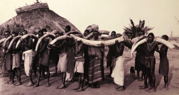Porters with ivory tusks. UNESCO Slavery exhibition, Zanzibar.